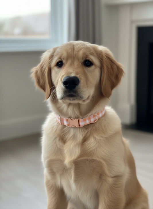 Collier tissu Charlie - réglable S/M et renforcé