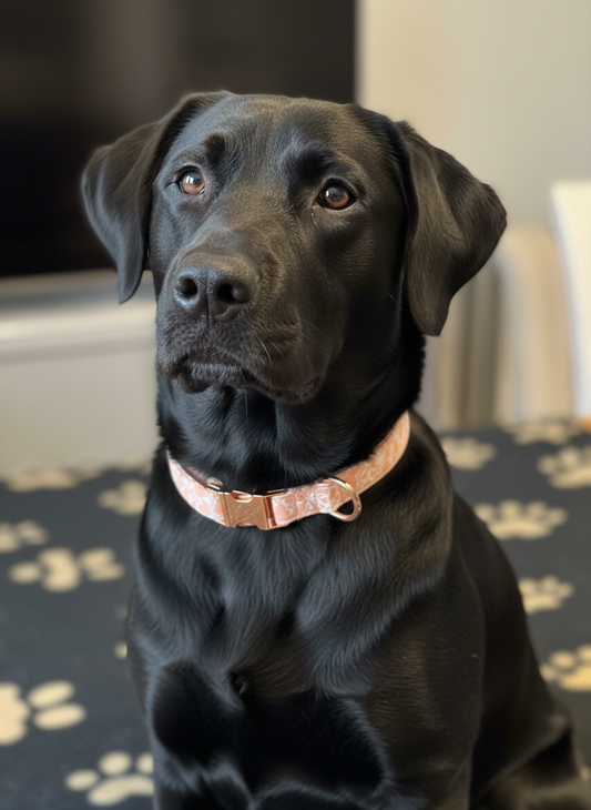 Collier tissu Nina - réglable M/L et renforcé